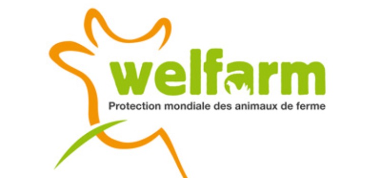 Welfarm lance son application pour lutter contre le transport d'animaux par fortes chaleurs
